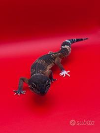 Geco leopardino
