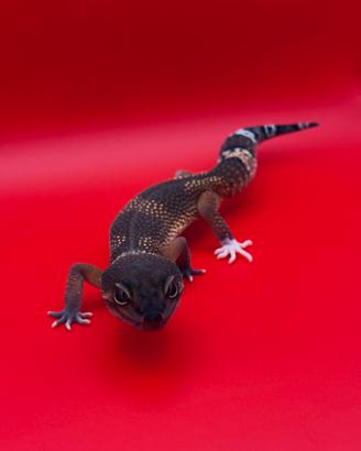 Geco leopardino