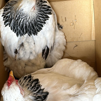 Brahma Bianco Columbia nero