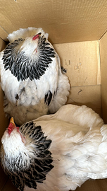 Brahma Bianco Columbia nero