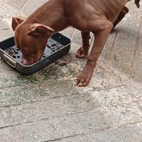 Cucciola di american Pitbull terrier Red nose