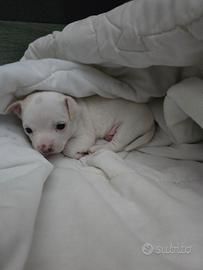 Cucciolo chihuhua maschio