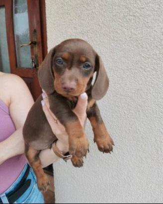 Bassotto subito disponibile