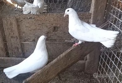 Colombe bianche