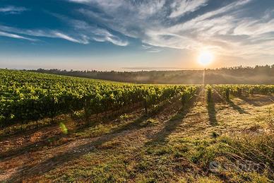 Terreno a Canosa di Puglia - Zona Bagnoli