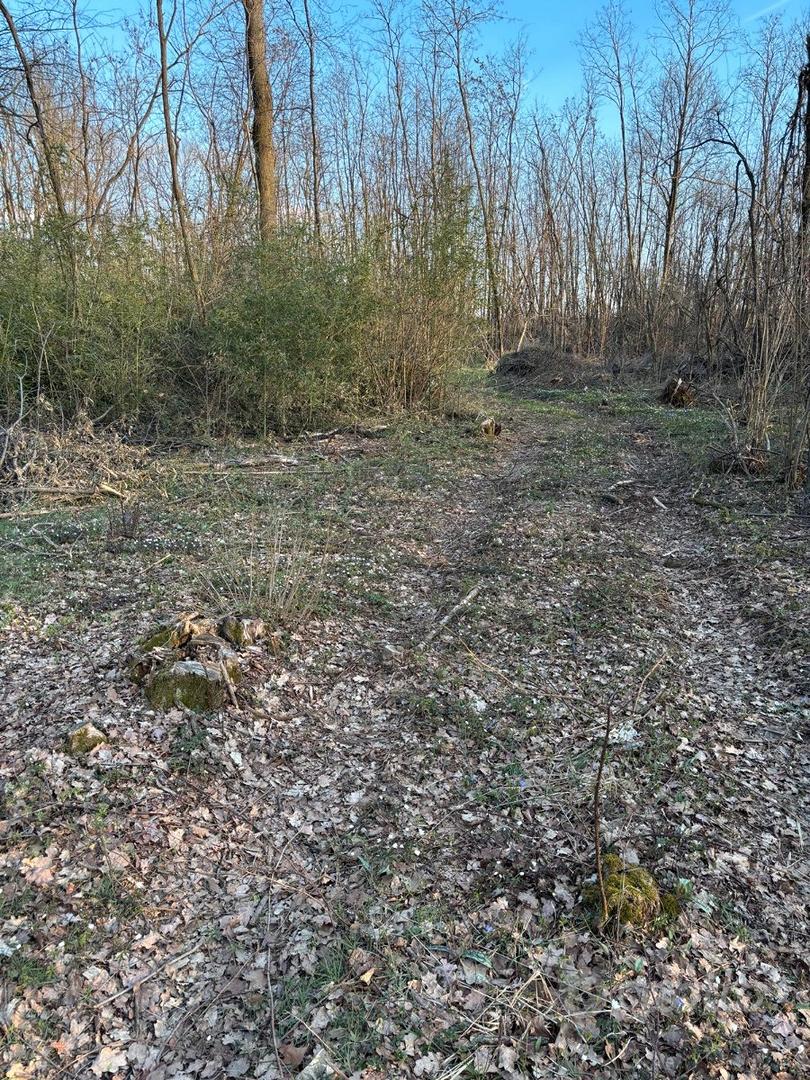 Terreno agricolo boschivo - Vista 4