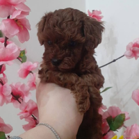 Cani Barboncino