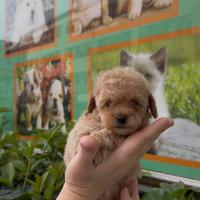 Barboncini albicocca