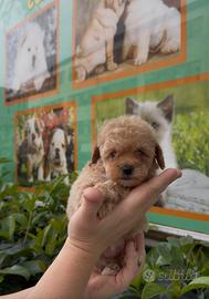 Barboncini albicocca