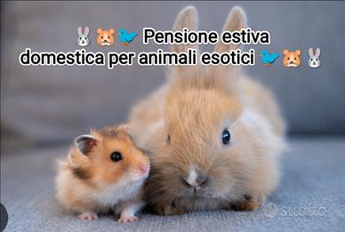 Conigli, uccelli, criceti e porcellini d'india