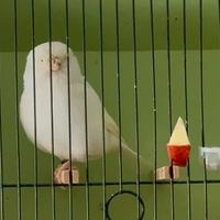 Canarini norwich fife e border