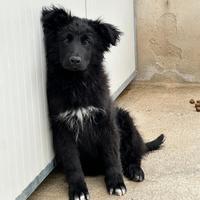 Orso cucciolone meticcio pastore