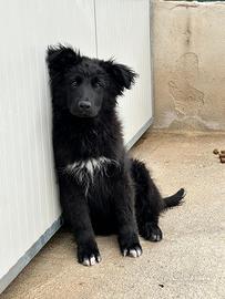 Orso cucciolone meticcio pastore