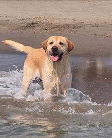 Labrador Pedigree ENCI