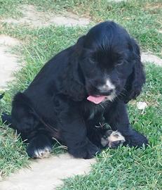 cocker spaniel cucciole