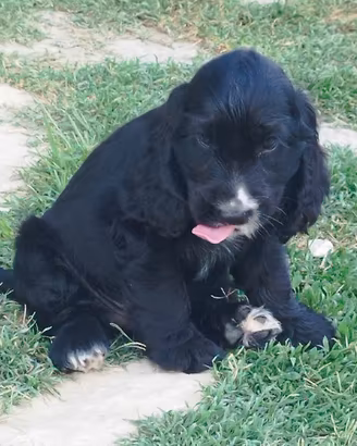 cocker spaniel cucciole