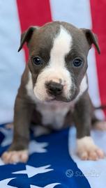 Amstaff cuccioli Blu