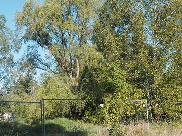 Alberi vari per legna da ardere