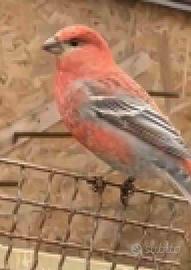 Ciuffolotti delle pinete