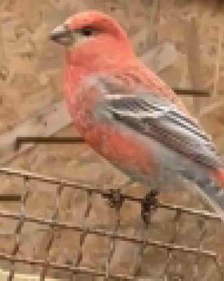 Ciuffolotti delle pinete