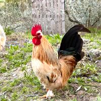 Galletti ornamentali