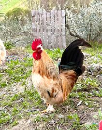 Galletti ornamentali