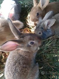 Cuccioli di coniglio