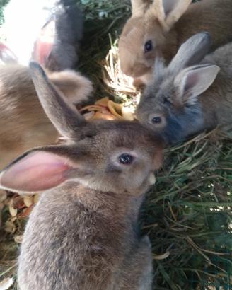 Cuccioli di coniglio