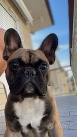 Bulldog francese
