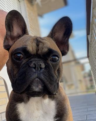 Bulldog francese