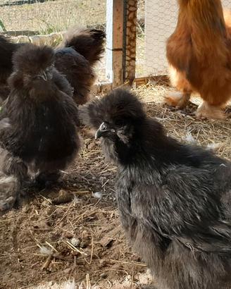 Vendita Gallo Moroseta