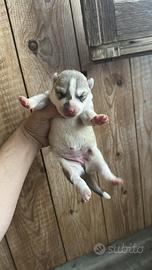 Husky