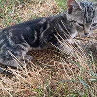 Gattino tigrato