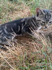 Gattino tigrato
