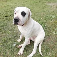 Maschio Dogo Argentino per accoppiamento