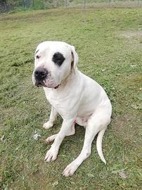 Maschio Dogo Argentino per accoppiamento