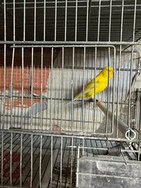 Animali uccelli