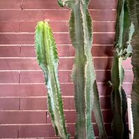 Euphorbia Trigona talea