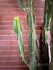 Euphorbia Trigona talea