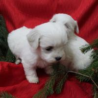 Cuccioli Maltese Mini Toy