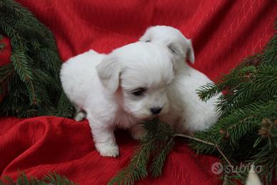 Cuccioli Maltese Mini Toy