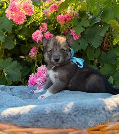 Siberian husky con pedigree ENCI