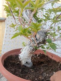 pre bonsai 