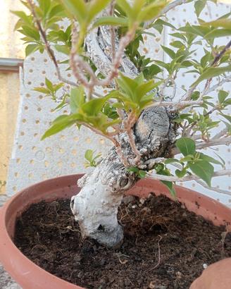 pre bonsai 