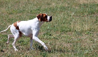 Pointer Inglese Campione