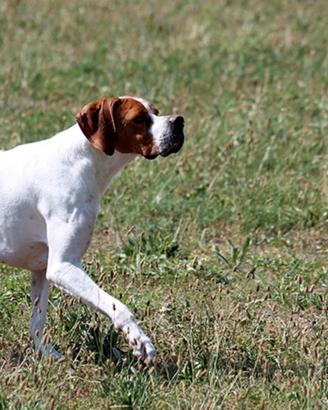 Pointer Inglese Campione