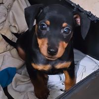 Cucciola pinscher nano