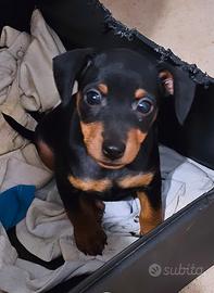 Cucciola pinscher nano