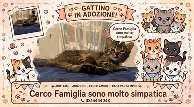 Gattino soriano