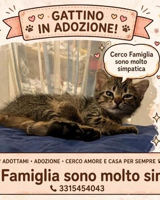 Gattino soriano